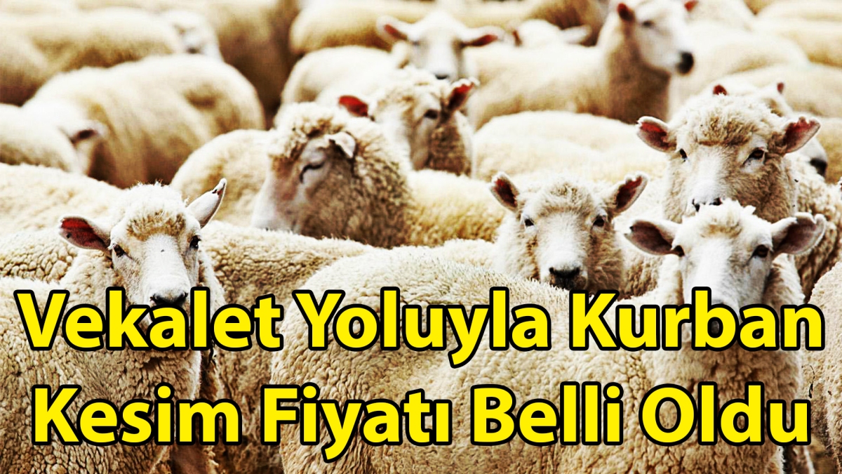 Vekalet Yoluyla Kurban Kesim Fiyatı Belli Oldu TV Bolu