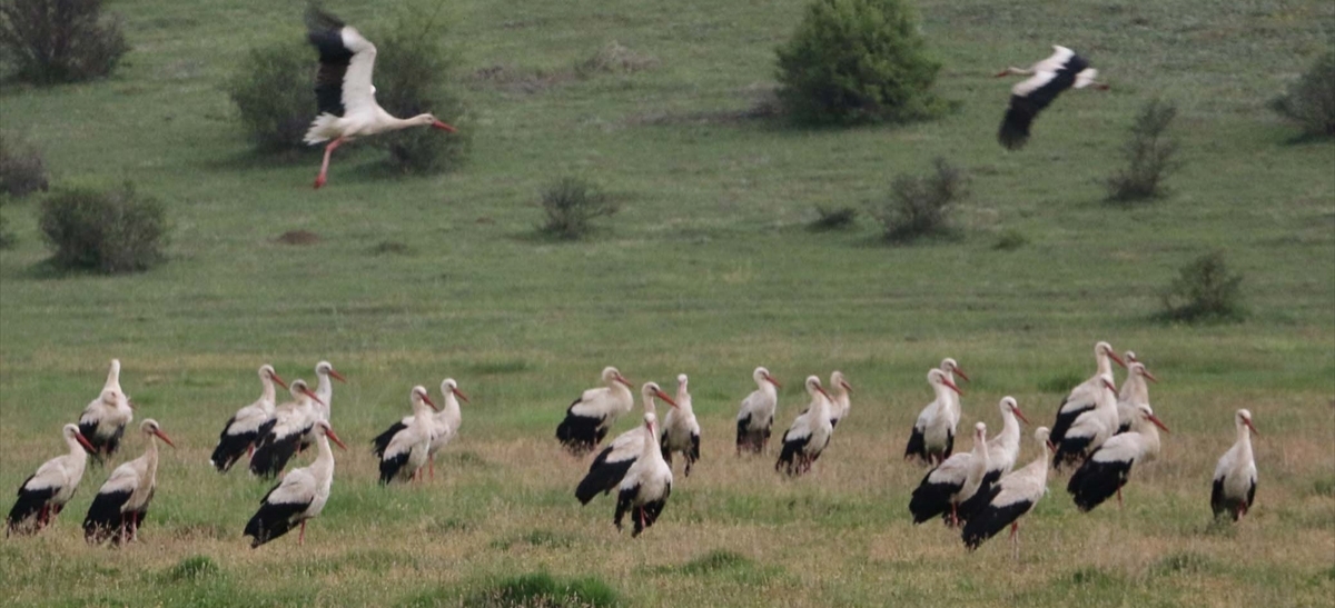 Göç eden leylekler Mudurnu'da mola verdi