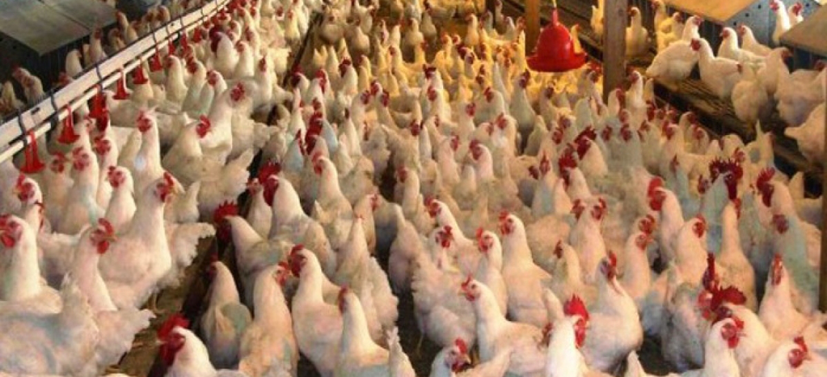 Tavukta kriz: Üretim yüzde 80 azaldı