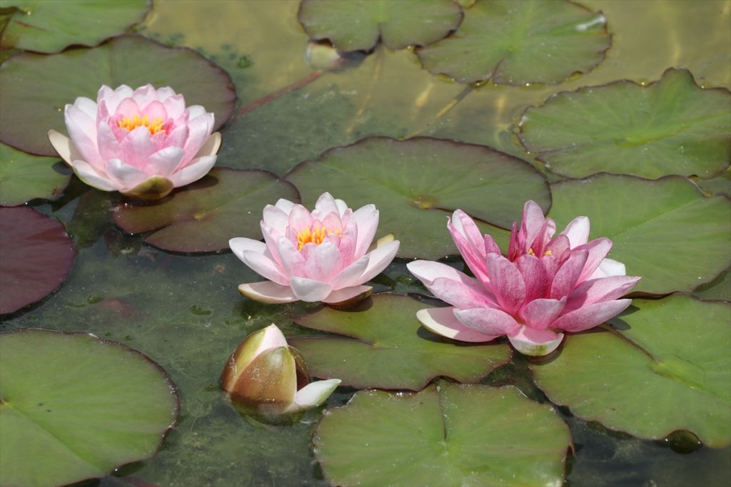 BOLU NİLÜFER ÜRETİM MERKEZİ OLUYOR