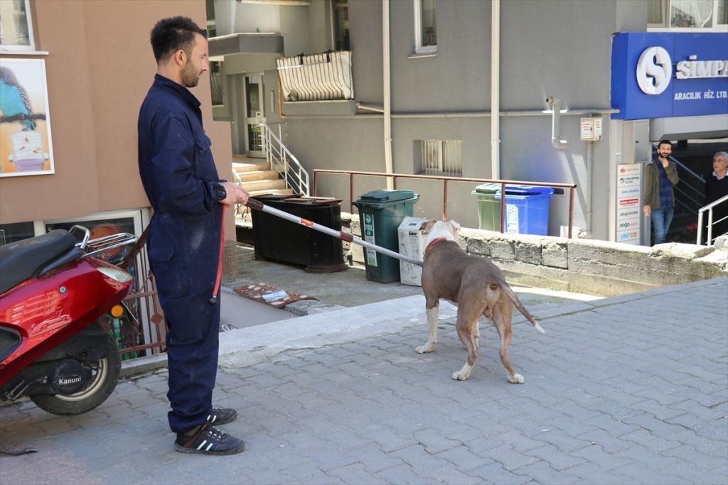Mahsur kalan pitbull kurtarıldı