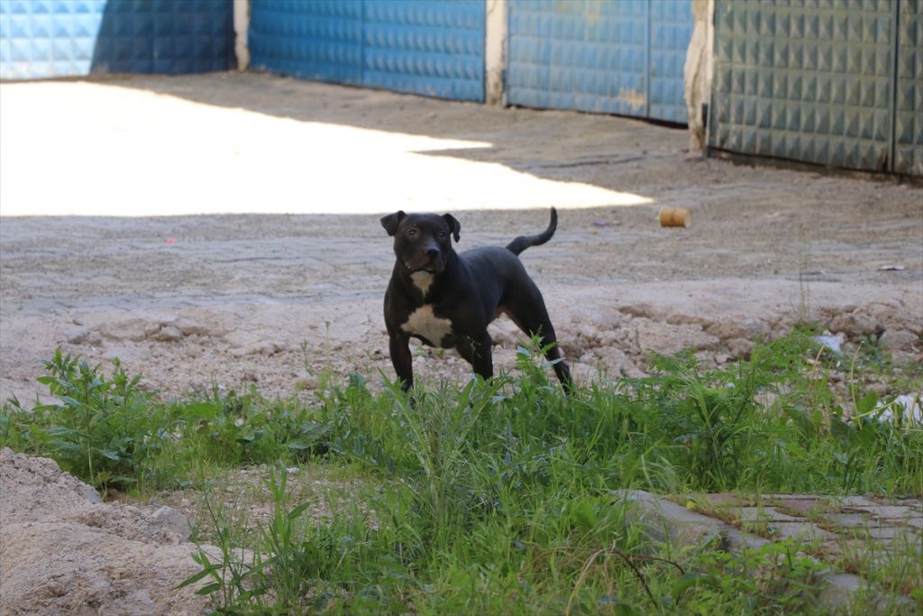 Mahsur kalan pitbull kurtarıldı