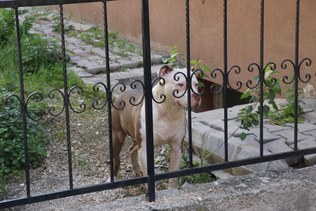 Mahsur kalan pitbull kurtarıldı