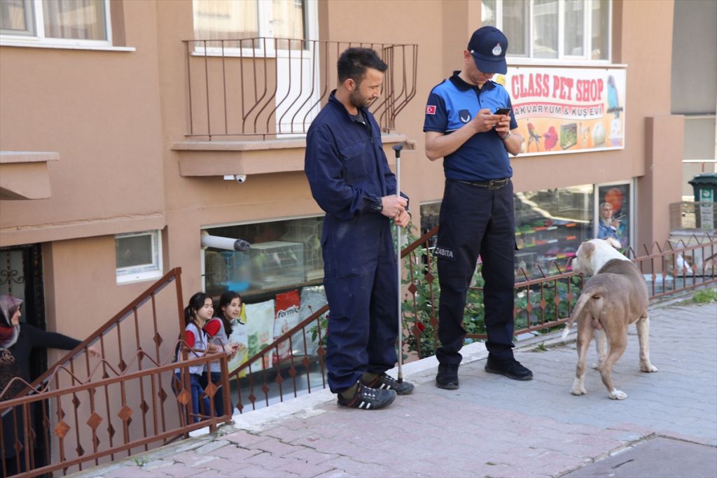 Mahsur kalan pitbull kurtarıldı