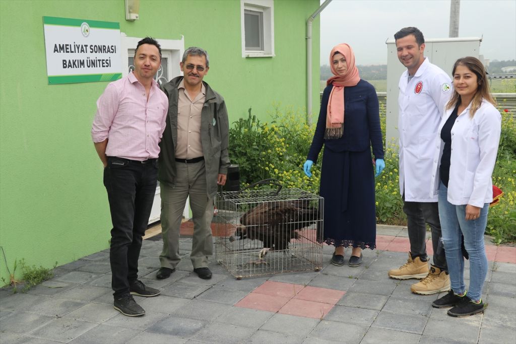 Yaralı 'kara akbaba' tedavi edildi