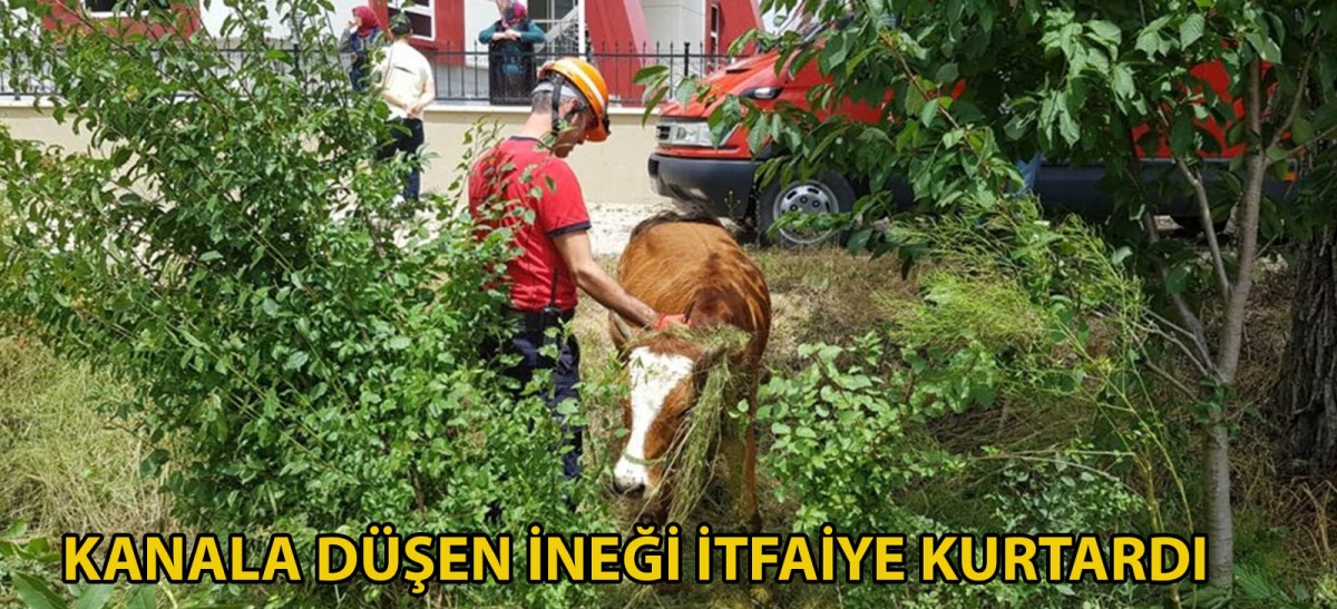 Kanala düşen ineği itfaiye kurtardı