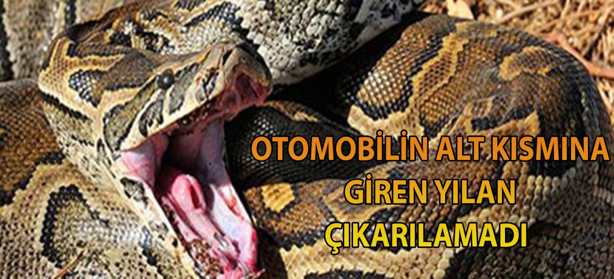 Otomobilin alt kısmına giren yılan çıkarılamadı
