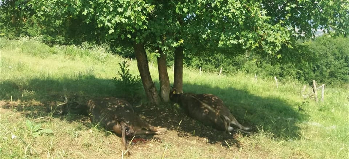 Yıldırım düştü, 2 inek telef oldu