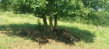 Yıldırım düştü, 2 inek telef oldu