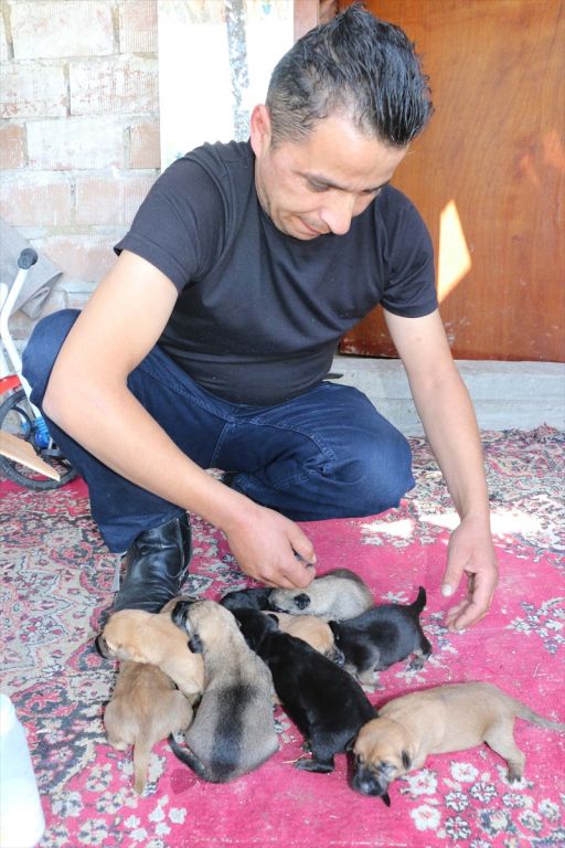 ANNESİZ KALAN YAVRU KÖPEKLERİ BİBERONLA BESLİYOR