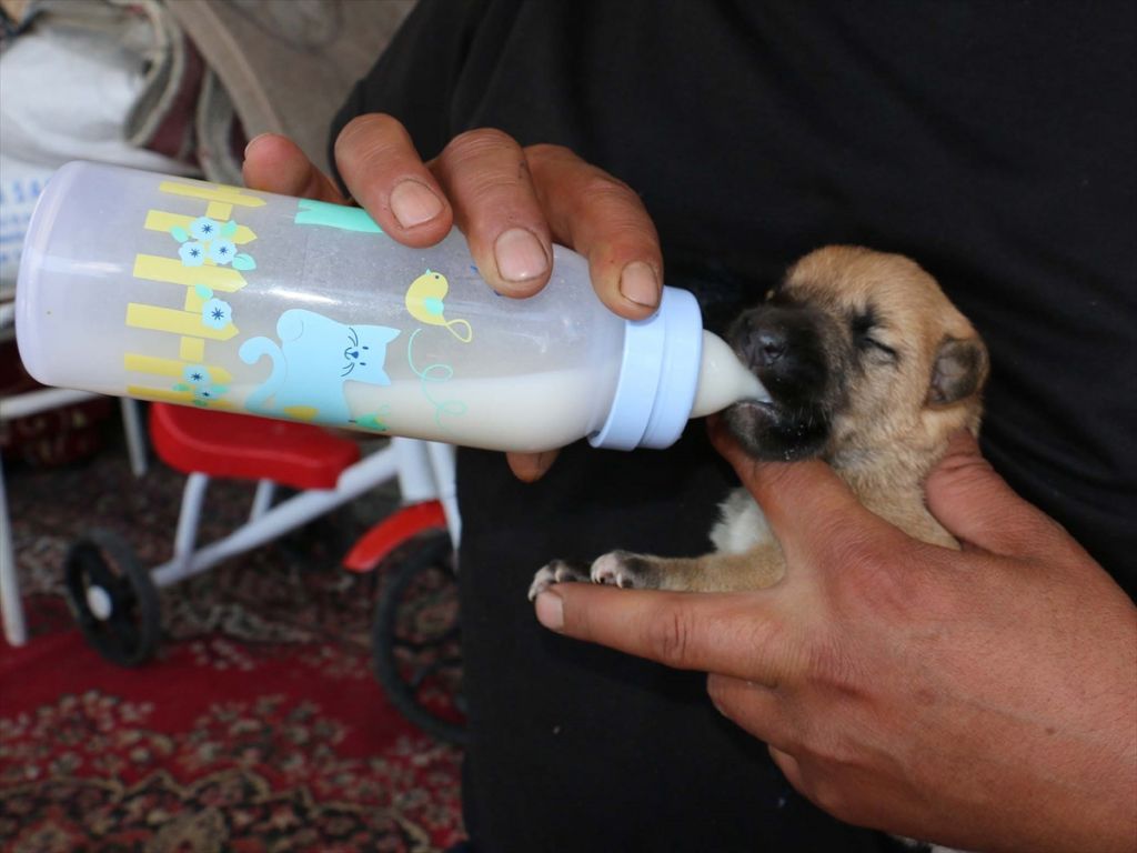 ANNESİZ KALAN YAVRU KÖPEKLERİ BİBERONLA BESLİYOR