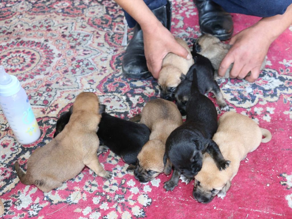 ANNESİZ KALAN YAVRU KÖPEKLERİ BİBERONLA BESLİYOR