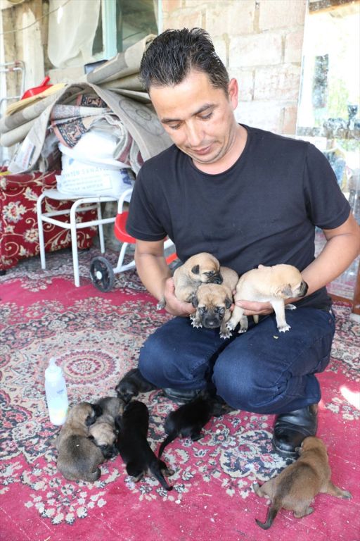 ANNESİZ KALAN YAVRU KÖPEKLERİ BİBERONLA BESLİYOR