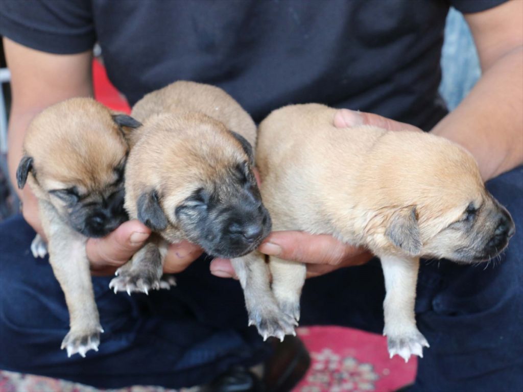 ANNESİZ KALAN YAVRU KÖPEKLERİ BİBERONLA BESLİYOR
