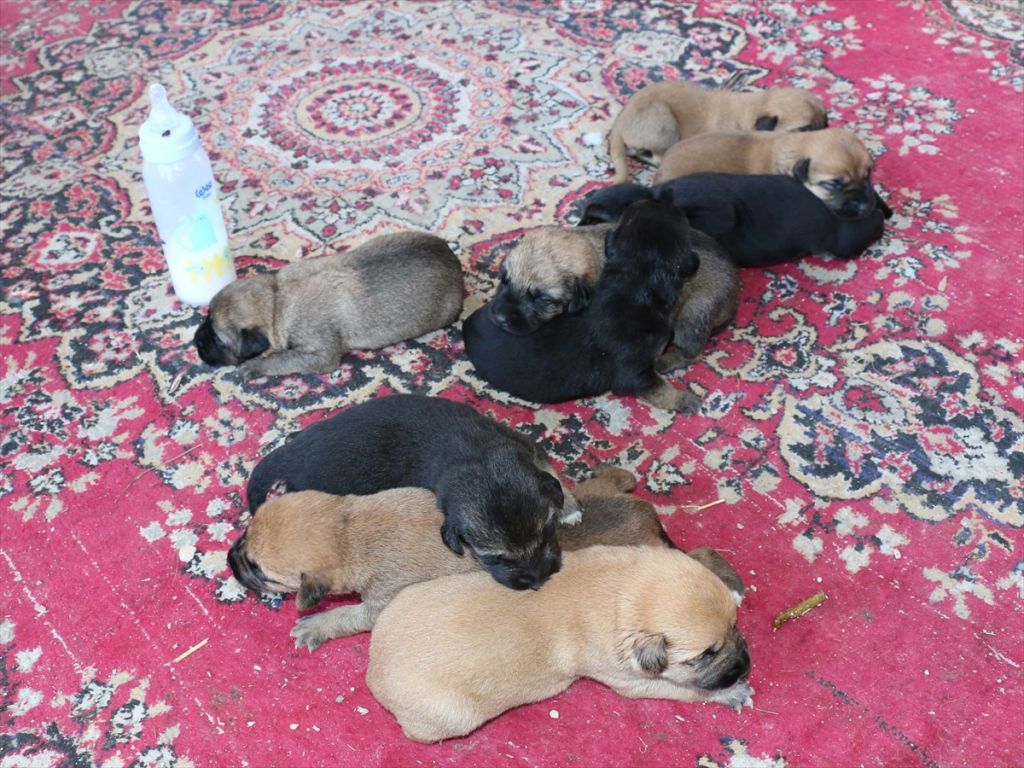 ANNESİZ KALAN YAVRU KÖPEKLERİ BİBERONLA BESLİYOR