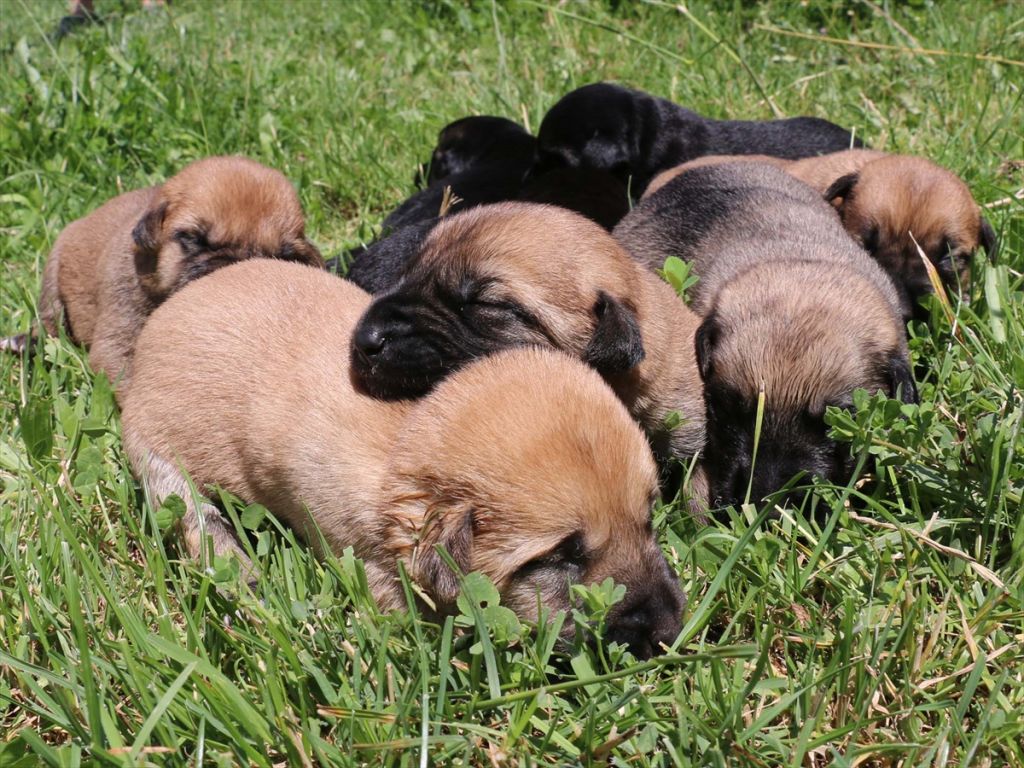 ANNESİZ KALAN YAVRU KÖPEKLERİ BİBERONLA BESLİYOR