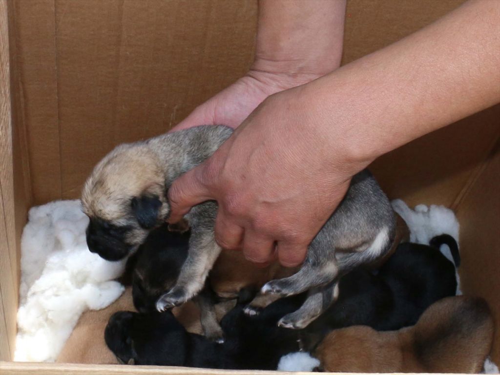 ANNESİZ KALAN YAVRU KÖPEKLERİ BİBERONLA BESLİYOR