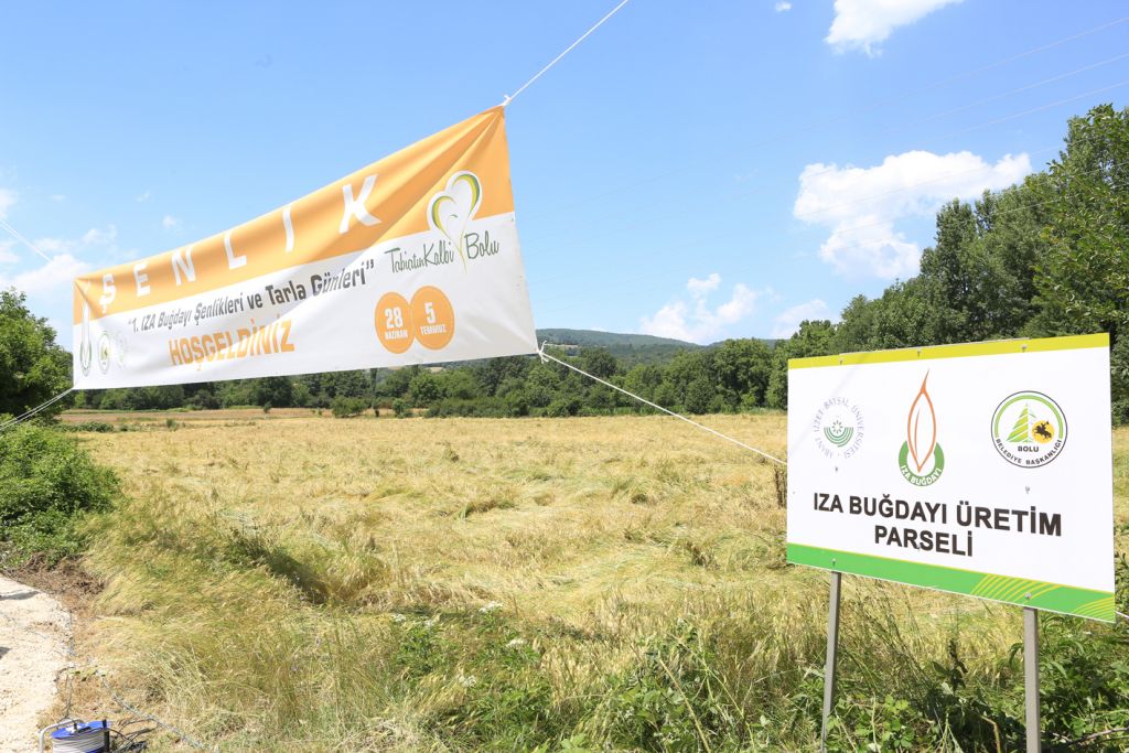 Iza buğdayı yerinde incelendi