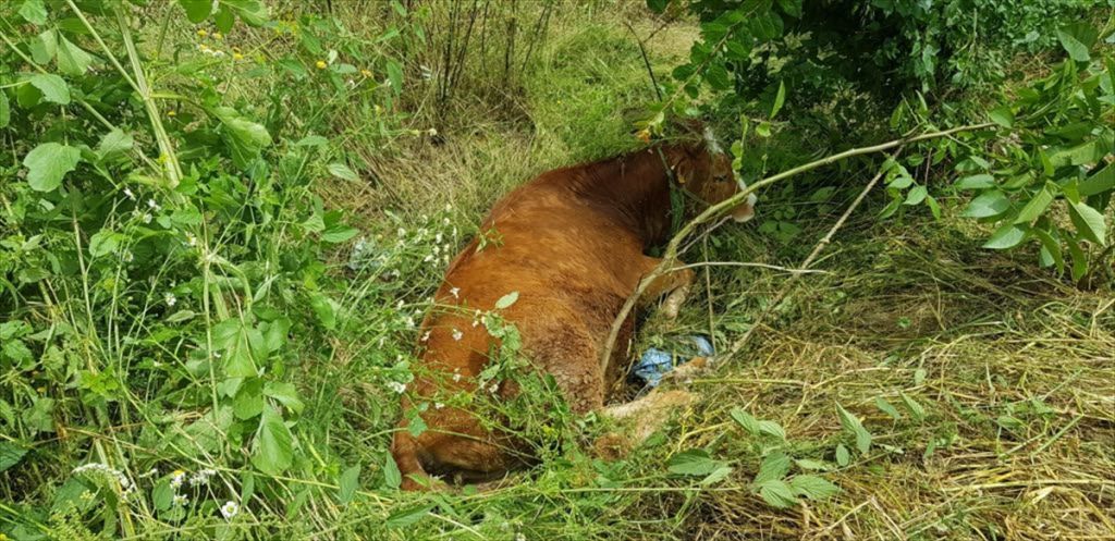 Kanala düşen ineği itfaiye kurtardı
