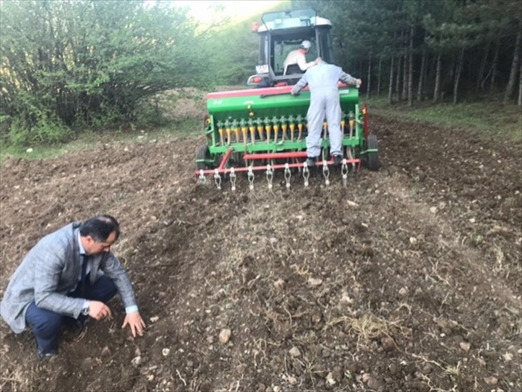 Mengen'de sertifikalı nohut ekildi