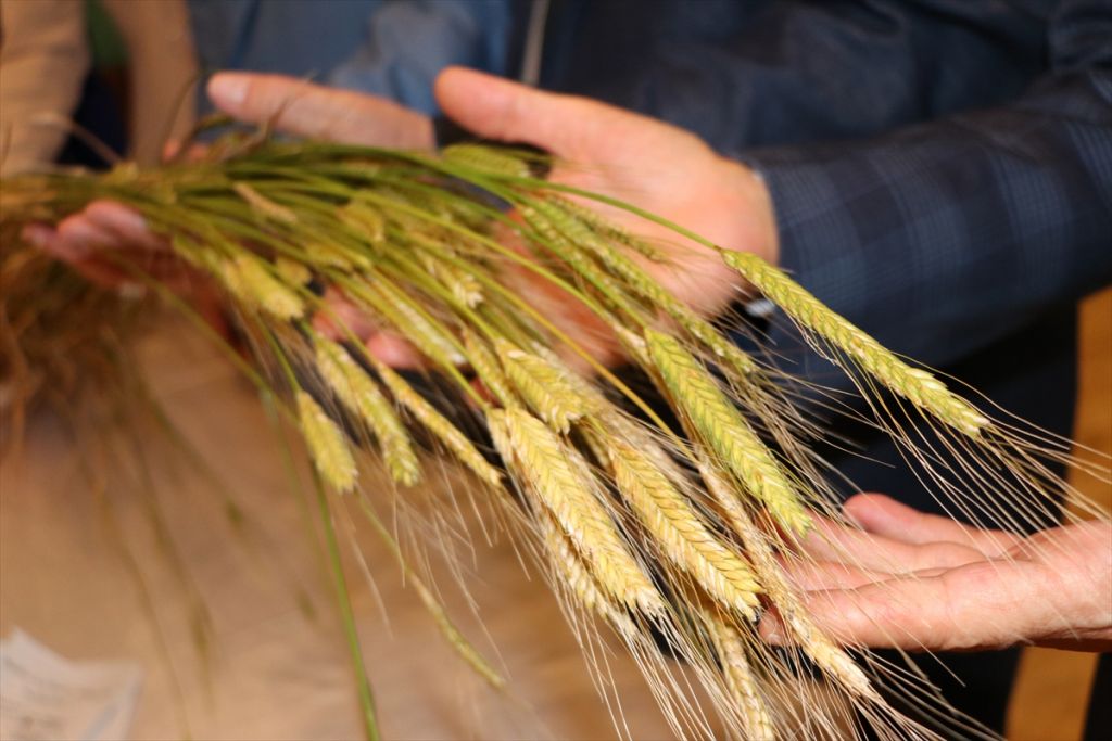 SAĞLIĞINIZ İÇİN IZA BUĞDAYI