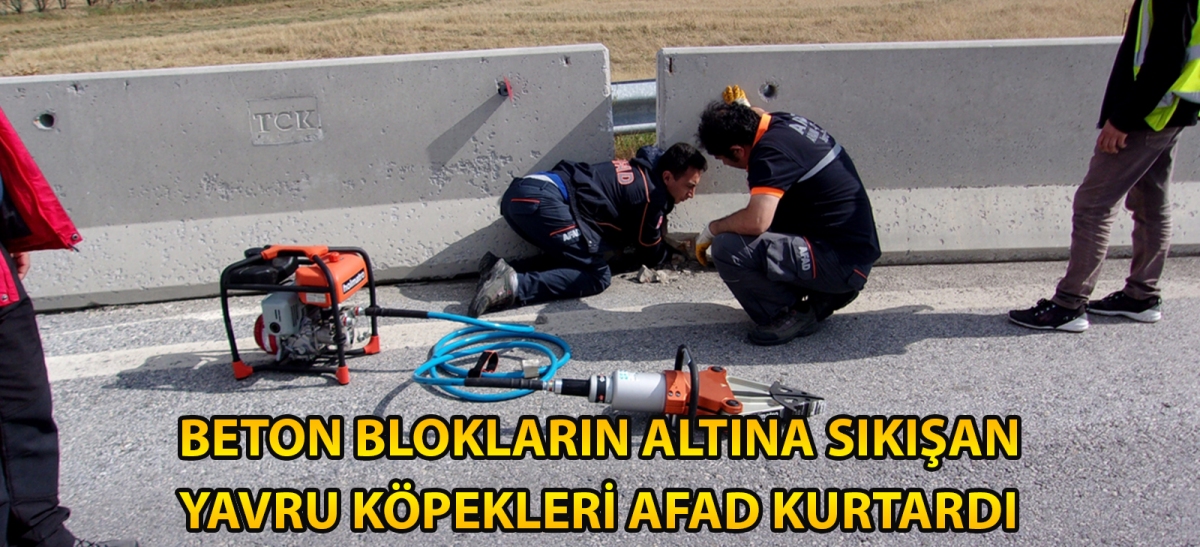 Beton blokların altına sıkışan yavru köpekleri AFAD kurtardı