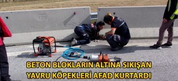 Beton blokların altına sıkışan yavru köpekleri AFAD kurtardı
