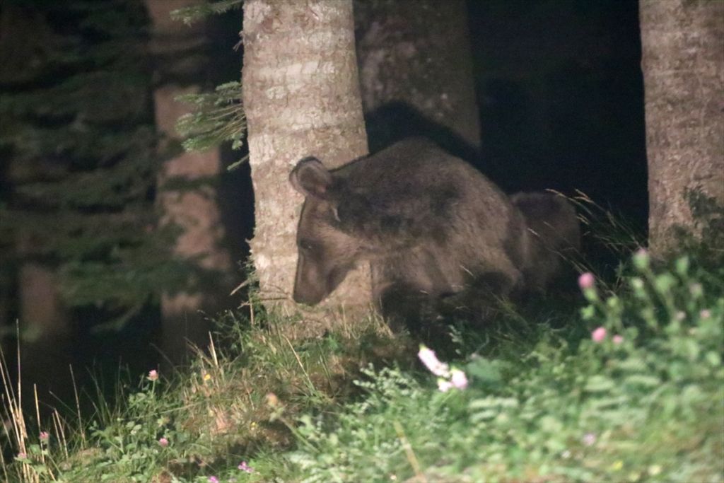 Gölcük Tabiat Parkı'nda ayılara karşı önlem