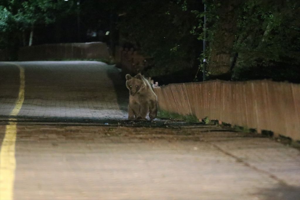 Gölcük Tabiat Parkı'nda ayılara karşı önlem