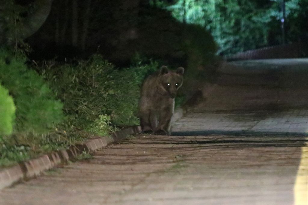 Gölcük Tabiat Parkı'nda ayılara karşı önlem