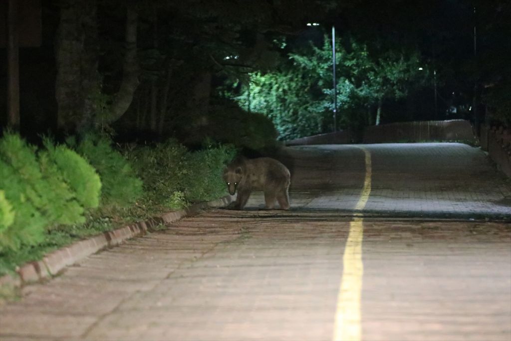 Gölcük Tabiat Parkı'nda ayılara karşı önlem