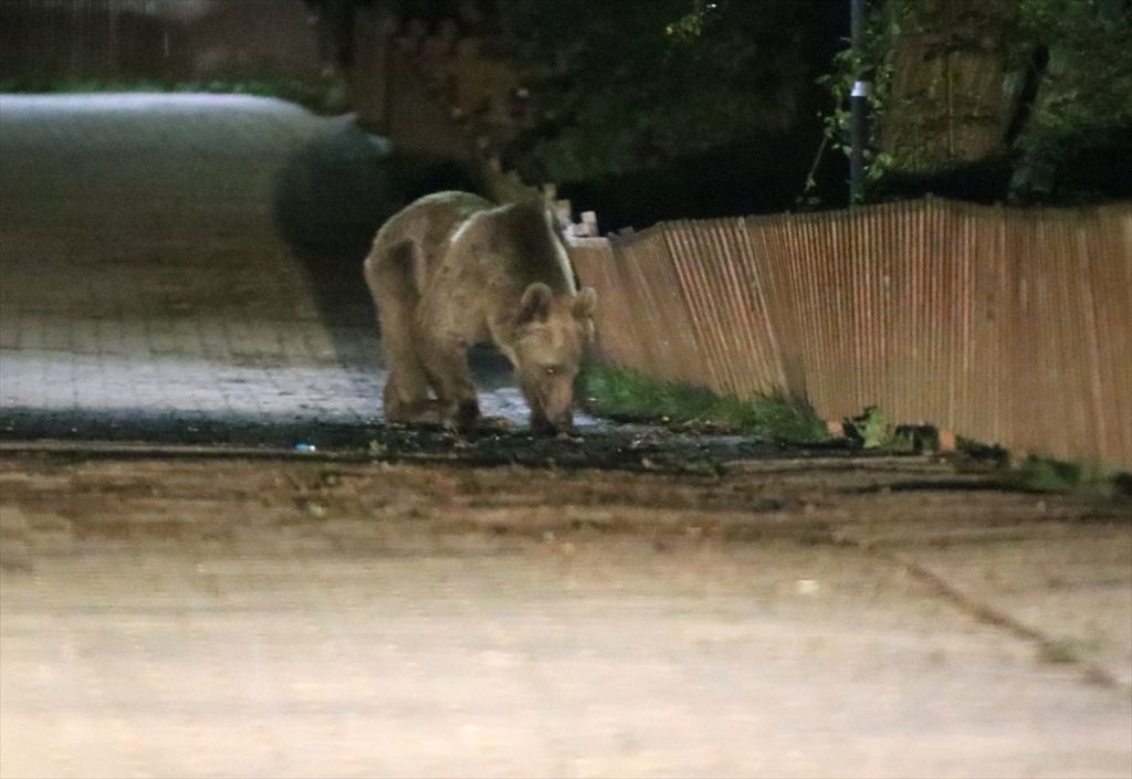 Gölcük Tabiat Parkı'nda ayılara karşı önlem