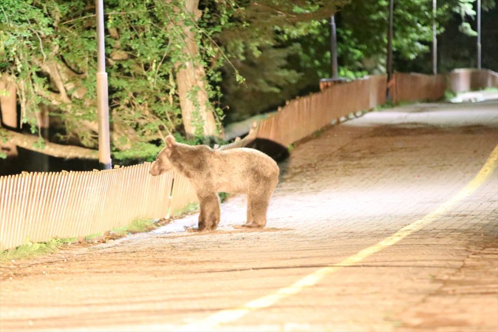 Gölcük Tabiat Parkı'nda ayılara karşı önlem