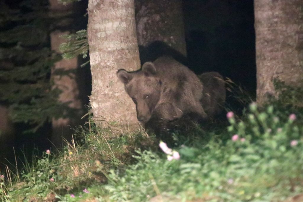 Gölcük Tabiat Parkı'nda ayılara karşı önlem