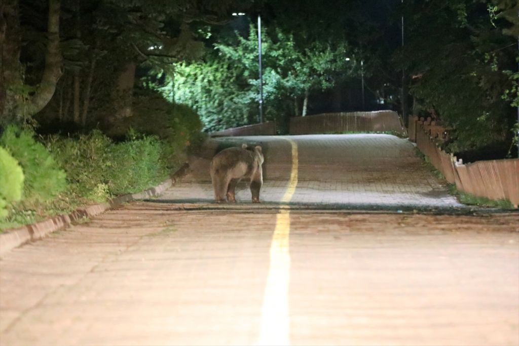 Gölcük Tabiat Parkı'nda ayılara karşı önlem