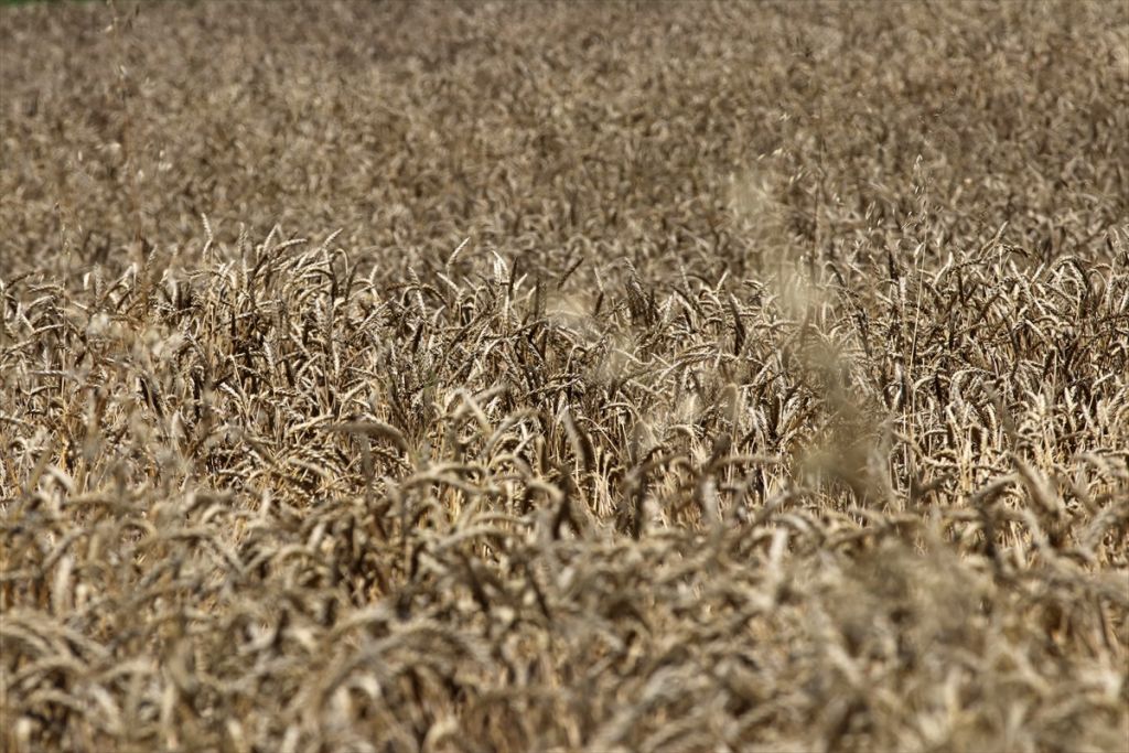 ICC Başkanı Prof. Dr. Hamit Köksel: "Un ihracatındaki birinciliğin ekonomiye büyük katkısı var"