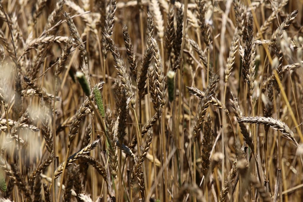 ICC Başkanı Prof. Dr. Hamit Köksel: 