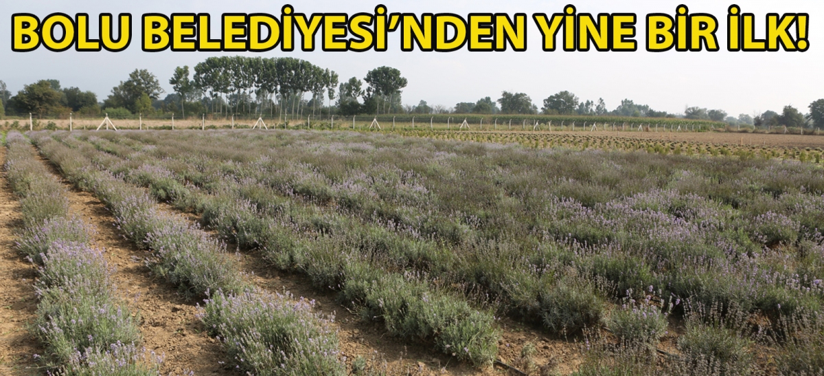 Bolu Belediyesi'nden yine bir ilk! Bolu'da 20 dönüm arazi üzerine ‘Aromatik Bitkiler Bahçesi' oluşturuldu