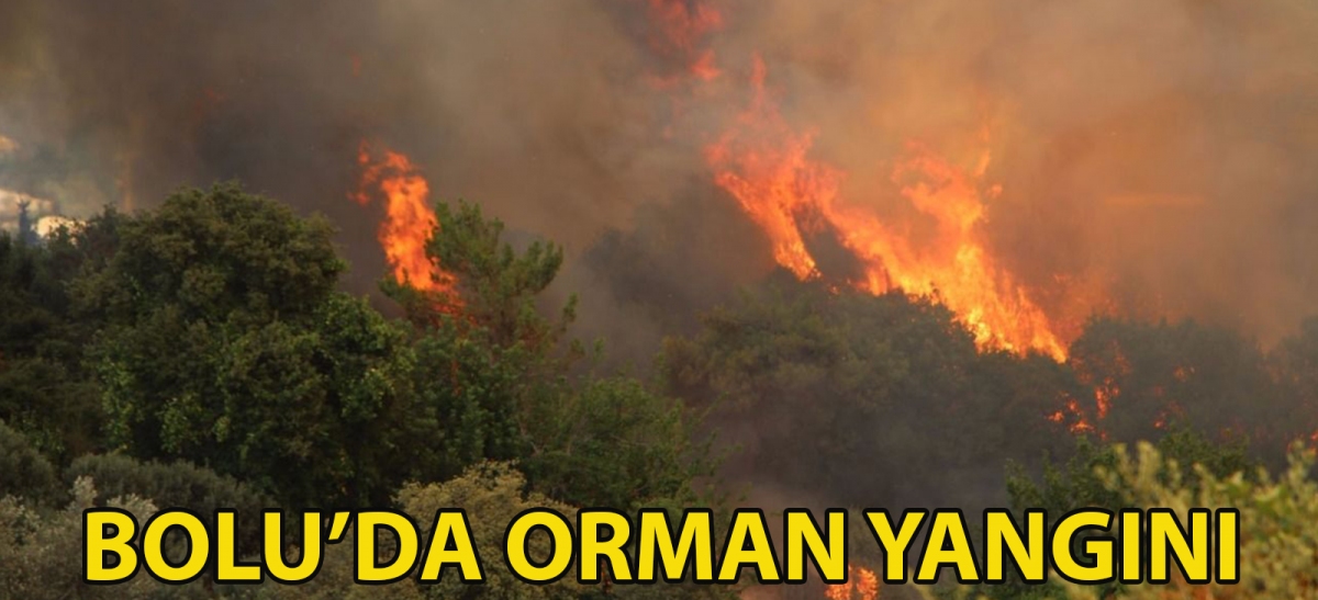 Bolu'da orman yangını