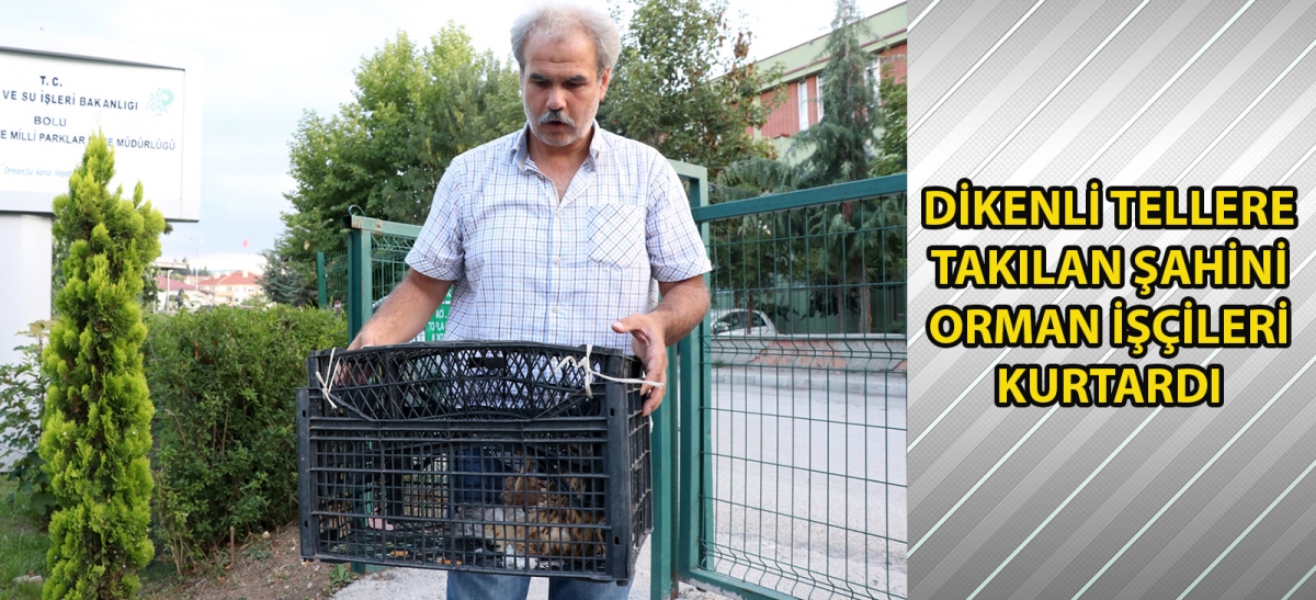 Dikenli tellere takılan şahini orman işçileri kurtardı