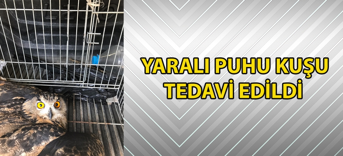 Yaralı puhu kuşu tedavi edildi