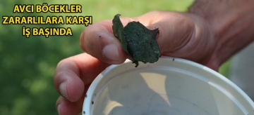 Avcı böcekler zararlılara karşı iş başında