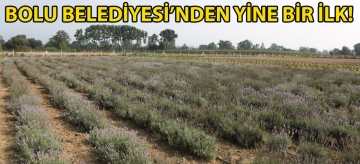 Bolu Belediyesi'nden yine bir ilk! Bolu'da 20 dönüm arazi üzerine ‘Aromatik Bitkiler Bahçesi' oluşturuldu