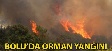 Bolu'da orman yangını