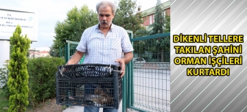 Dikenli tellere takılan şahini orman işçileri kurtardı