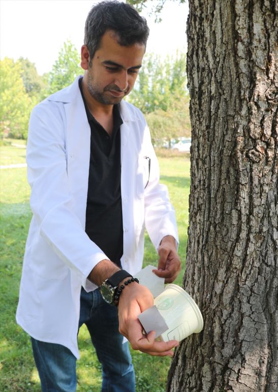 Avcı böcekler zararlılara karşı iş başında