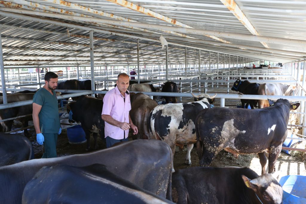 Bolu Belediyesi ve İl Tarım ve Orman Müdürlüğü'nden hayvan pazarında denetim