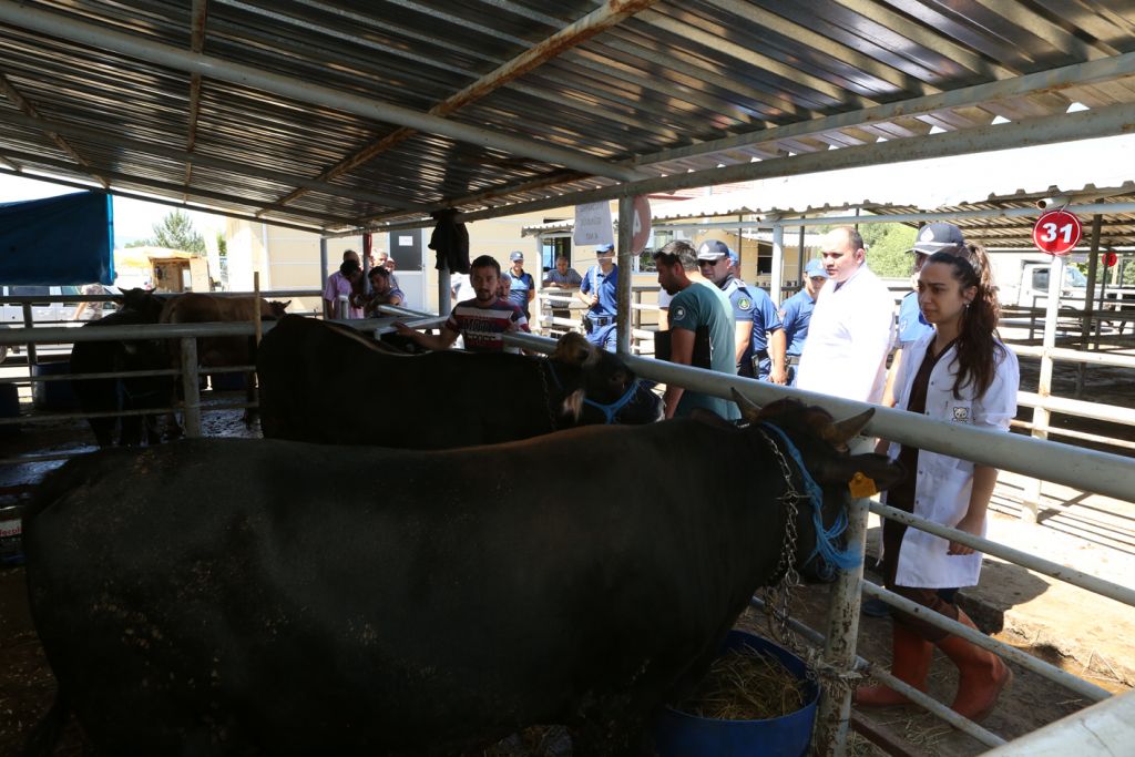 Bolu Belediyesi ve İl Tarım ve Orman Müdürlüğü'nden hayvan pazarında denetim
