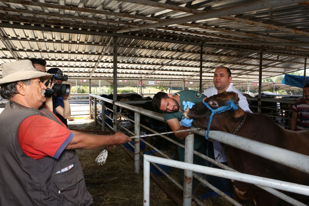 Bolu Belediyesi ve İl Tarım ve Orman Müdürlüğü'nden hayvan pazarında denetim