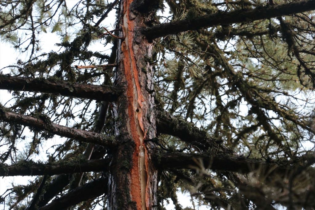 Bolu'da ormanlık alana yıldırım düştü